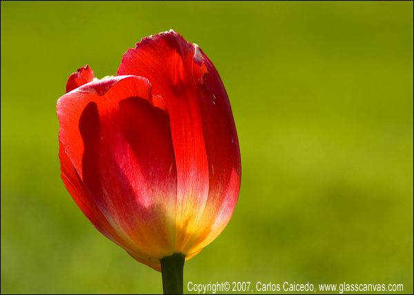 red_tulip.jpg