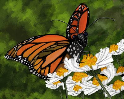 Butterfly - iPad Drawing