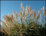 feather_reed_grass_2