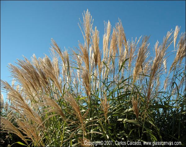 feather_reed_grass_2.jpg
